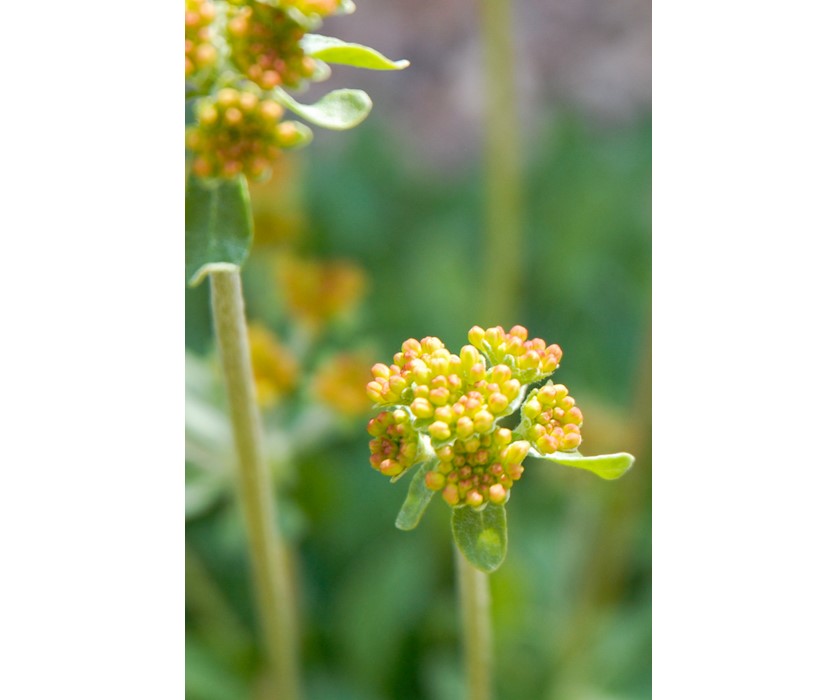 Kannah Creek Buckwheat